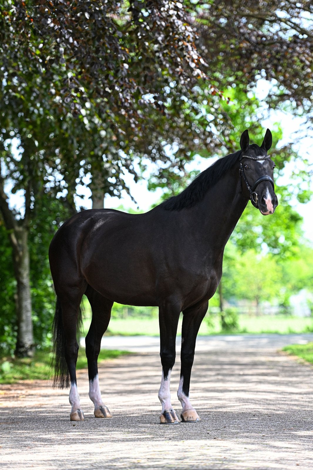 Braaf 4-jarige dressuurpaard, Merrie, Dressuurpaard, 3 tot 6 jaar, 165 tot 170 cm