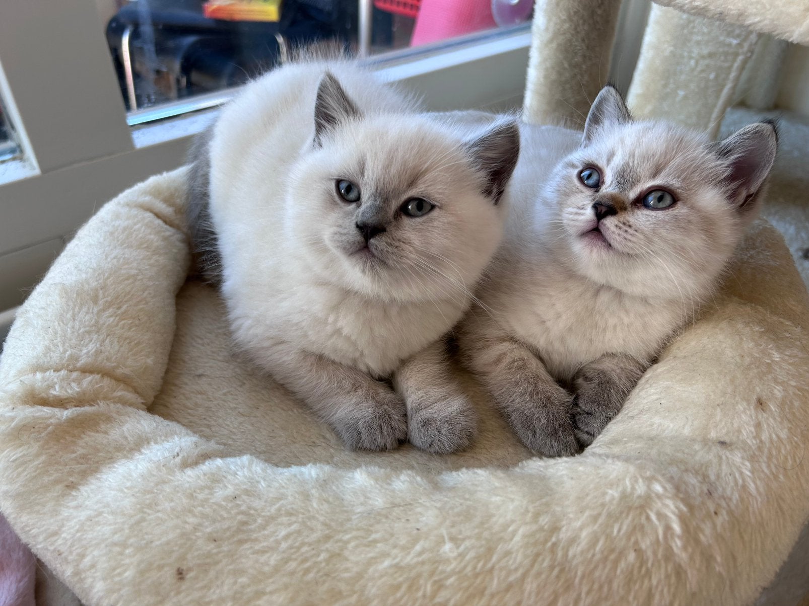 100% Britse Korthaar kittens, Meerdere dieren, Kortharig, 0 tot 2 jaar