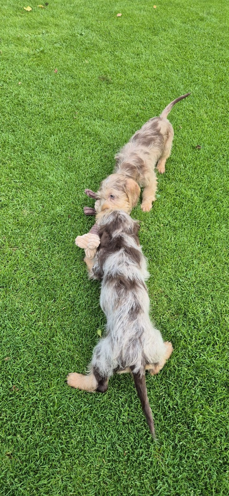 Langhaar x ruwhaar Teckel pups, Nederland, 8 tot 15 weken, CDV (hondenziekte), Dwerg