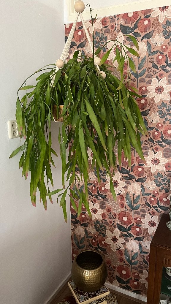 Grote hangplant Koraal Cactus, Huis en Inrichting, Kamerplanten, Ophalen, Halfschaduw, Minder dan 100 cm, Bloeiende kamerplant