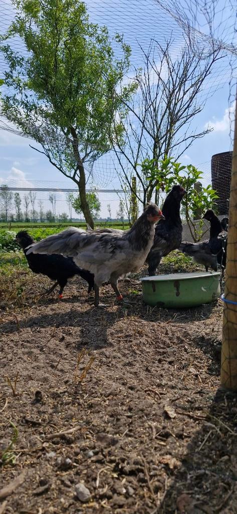 Araucana haan geboren in 2026, Dieren en Toebehoren, Pluimvee, Mannelijk, Kip