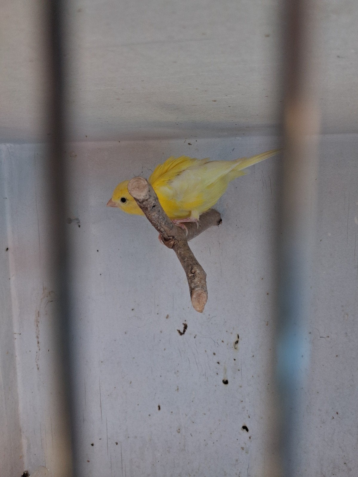 jonge kanarie man, Dieren en Toebehoren, Vogels | Kanaries, Mannelijk