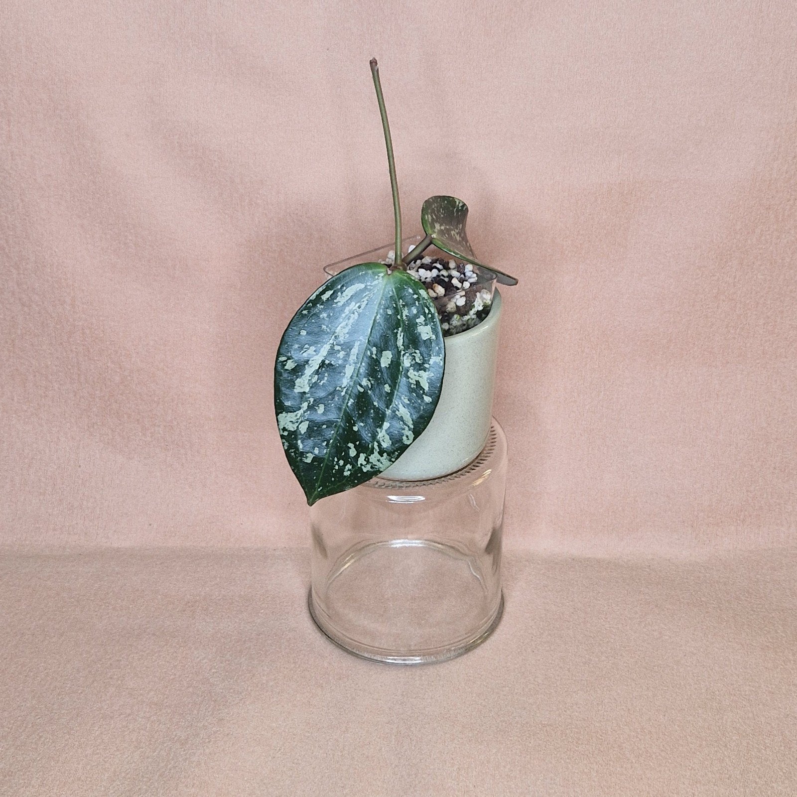 Hoya Latifolia Splash 2, Huis en Inrichting, Verzenden, Overige soorten, Halfschaduw, Minder dan 100 cm