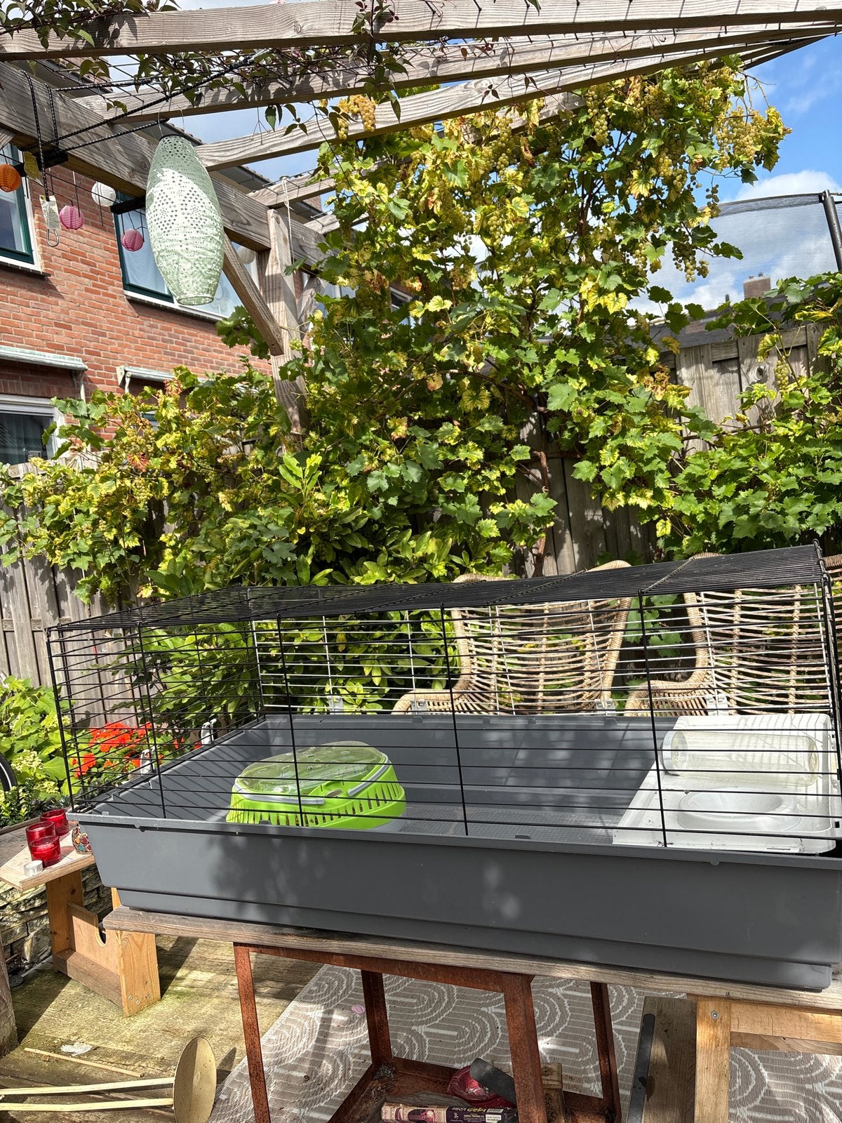 Cavia of konijnenhok, Dieren en Toebehoren, Minder dan 60 cm, Kooi, Cavia, Ophalen of Verzenden