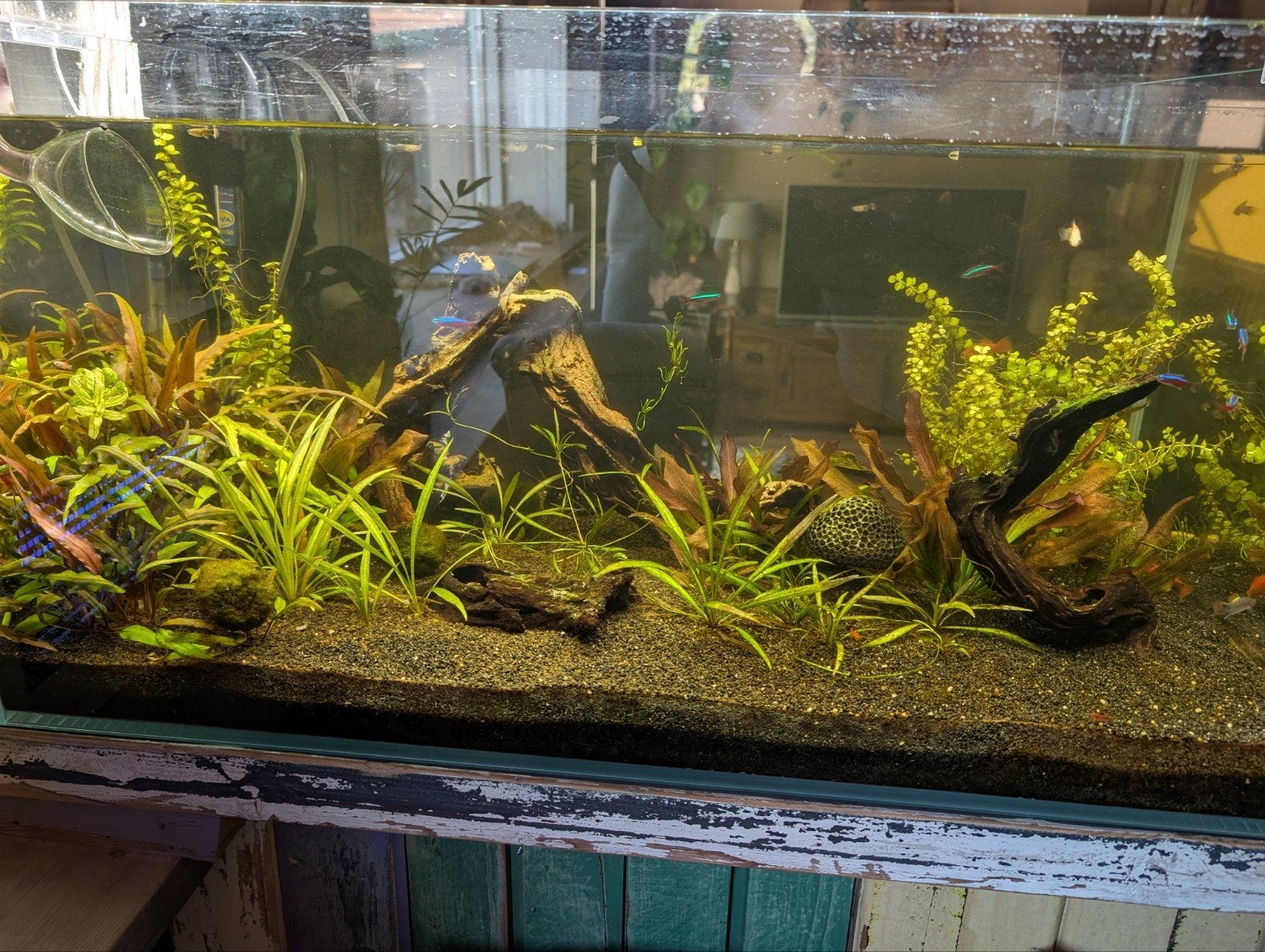 Zoetwater aquarium inhoud te koop, Dieren en Toebehoren, Ophalen, Gevuld zoetwateraquarium