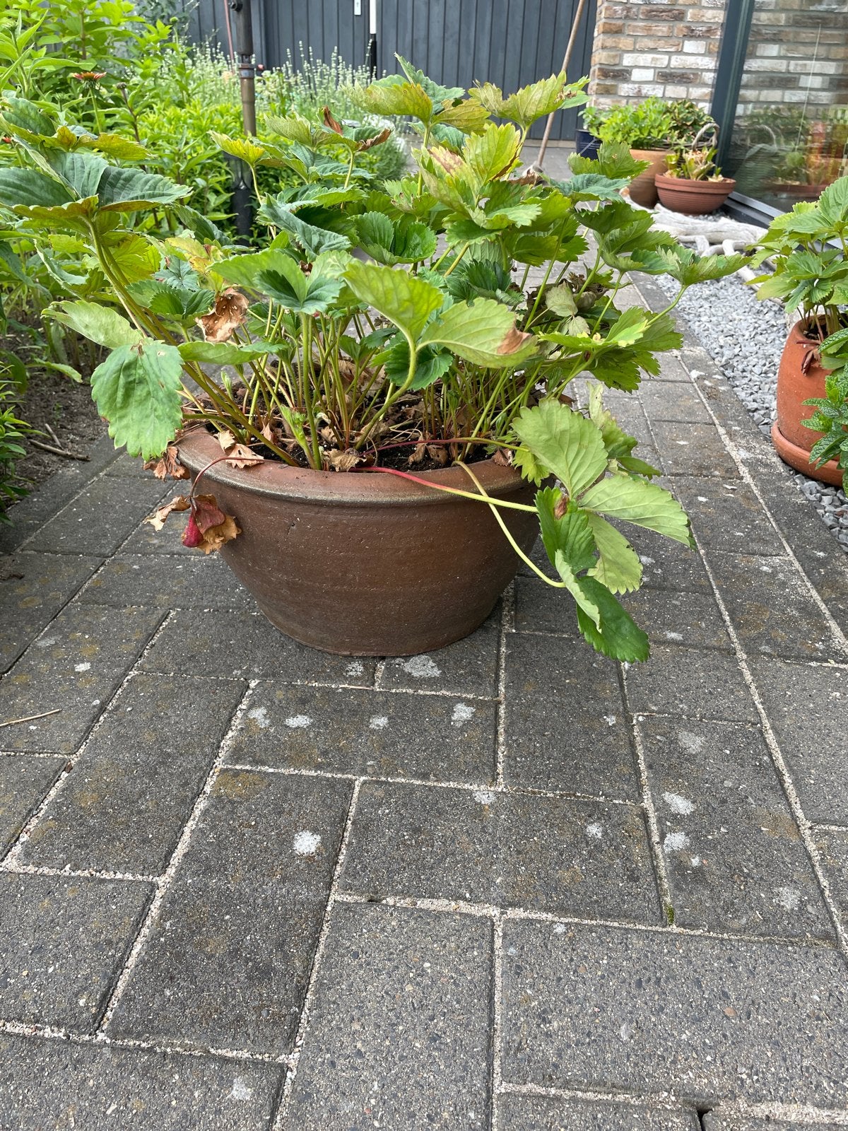 Aardbeienplant in terracotta pot, Gebruikt, Balkon, Minder dan 60 cm, Rond