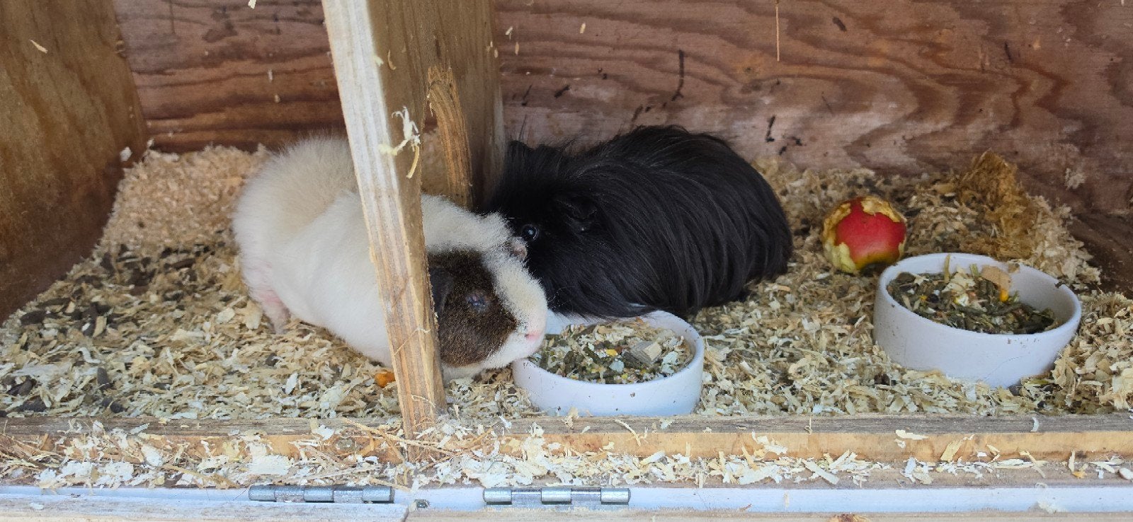 cavia's met toebehoren, met of zonder hok., Dieren en Toebehoren, Knaagdieren, Cavia, Juni, Mannelijk, Tam
