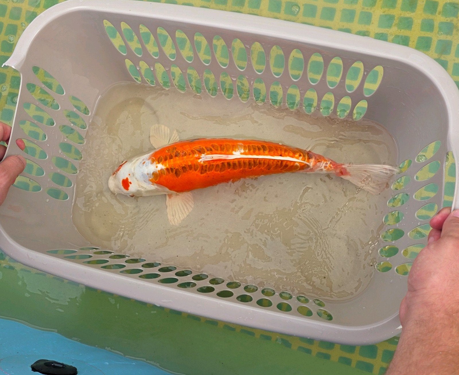 18 Koi's aangebod in diverse kleuren, ook los te koop., Karper of Koi