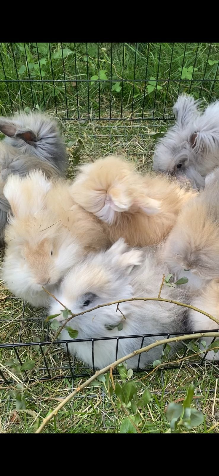 Jonge Engelse Angora konijntjes, Meerdere dieren, Middelgroot, 0 tot 2 jaar
