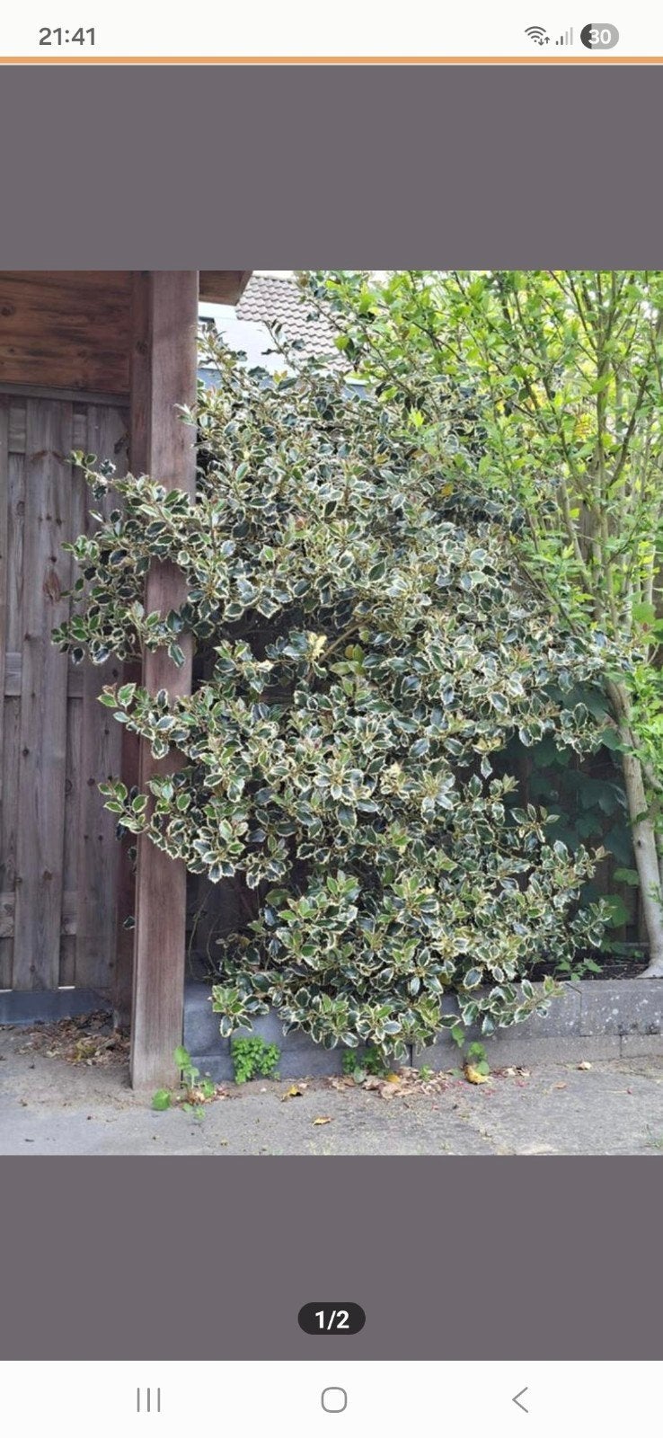 Hulst, Tuin en Terras, Ophalen, Overige soorten, Halfschaduw