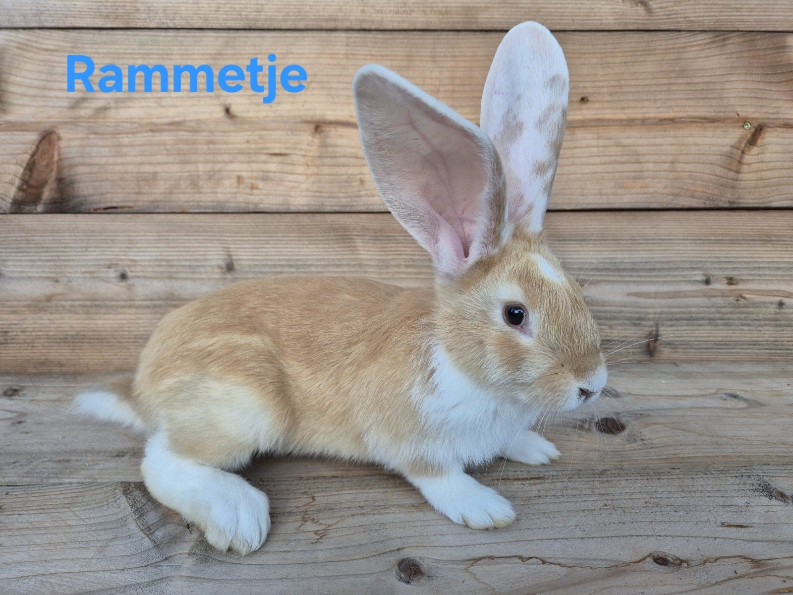 Vlaamse Duitse Reuzen, Dieren en Toebehoren, Meerdere dieren, Groot