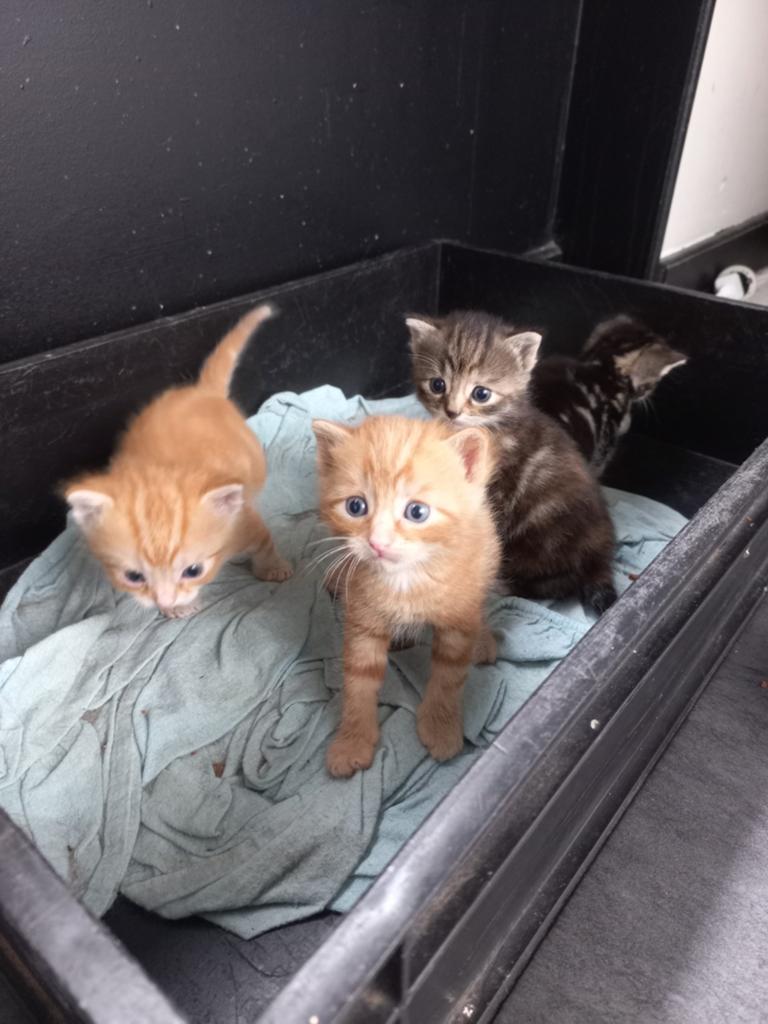 4 schattige kittens zoeken warm huisje, Dieren en Toebehoren, Katten en Kittens | Overige Katten, Meerdere dieren