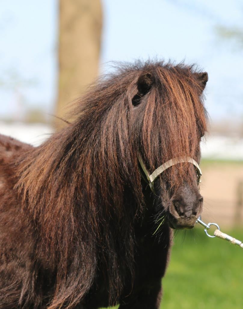 Lieve en makke Shetland merrie, drachtig van bonte hengst, Dieren en Toebehoren, Pony's, Merrie, A pony (tot 1.17m), Met stamboom