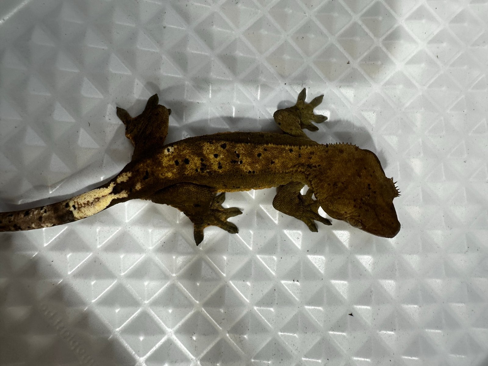 Wimpergekko's Crested Gecko photo 3