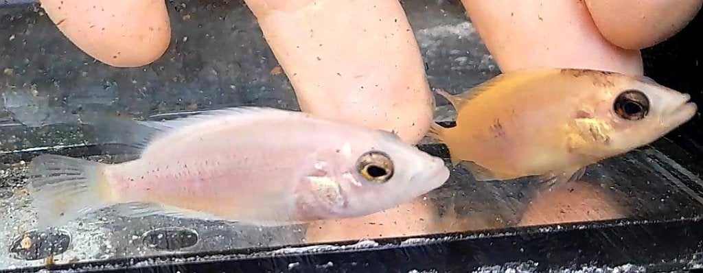 Red Dovii wolfcichliden, Dieren en Toebehoren, Vissen | Aquariumvissen, Vis, Zoetwatervis