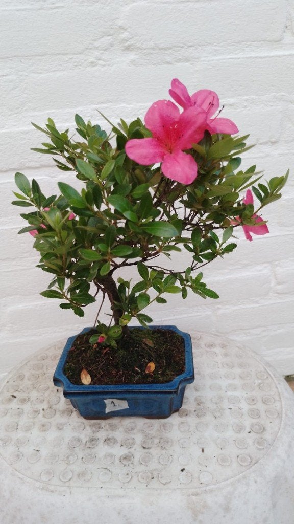 Bonsai Satsuki Azalea Indicum, Halfschaduw, Overige soorten, Lente, Minder dan 100 cm