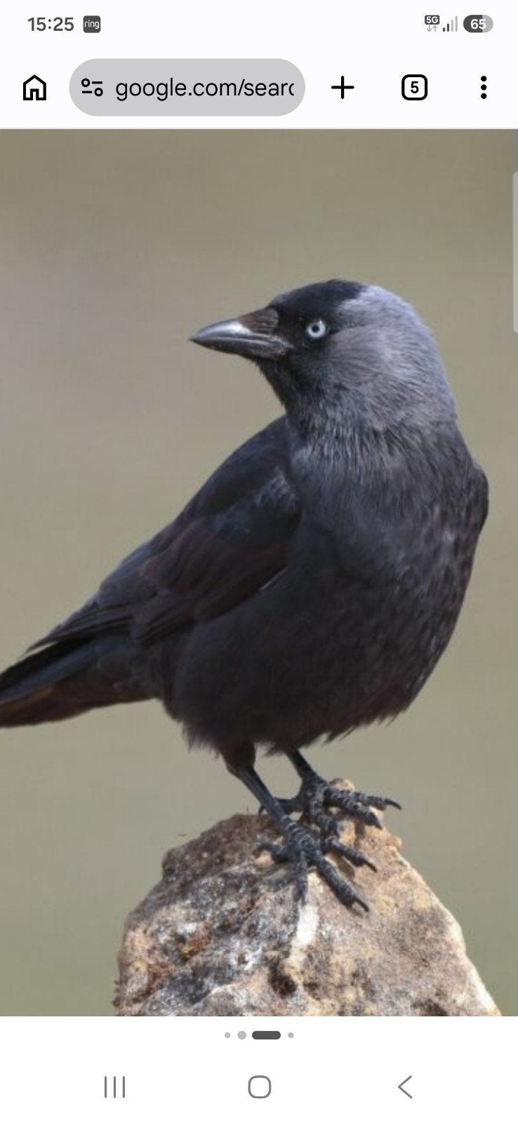 gezocht kauw, Dieren en Toebehoren, Geslacht onbekend, Wildzangvogel, Geringd