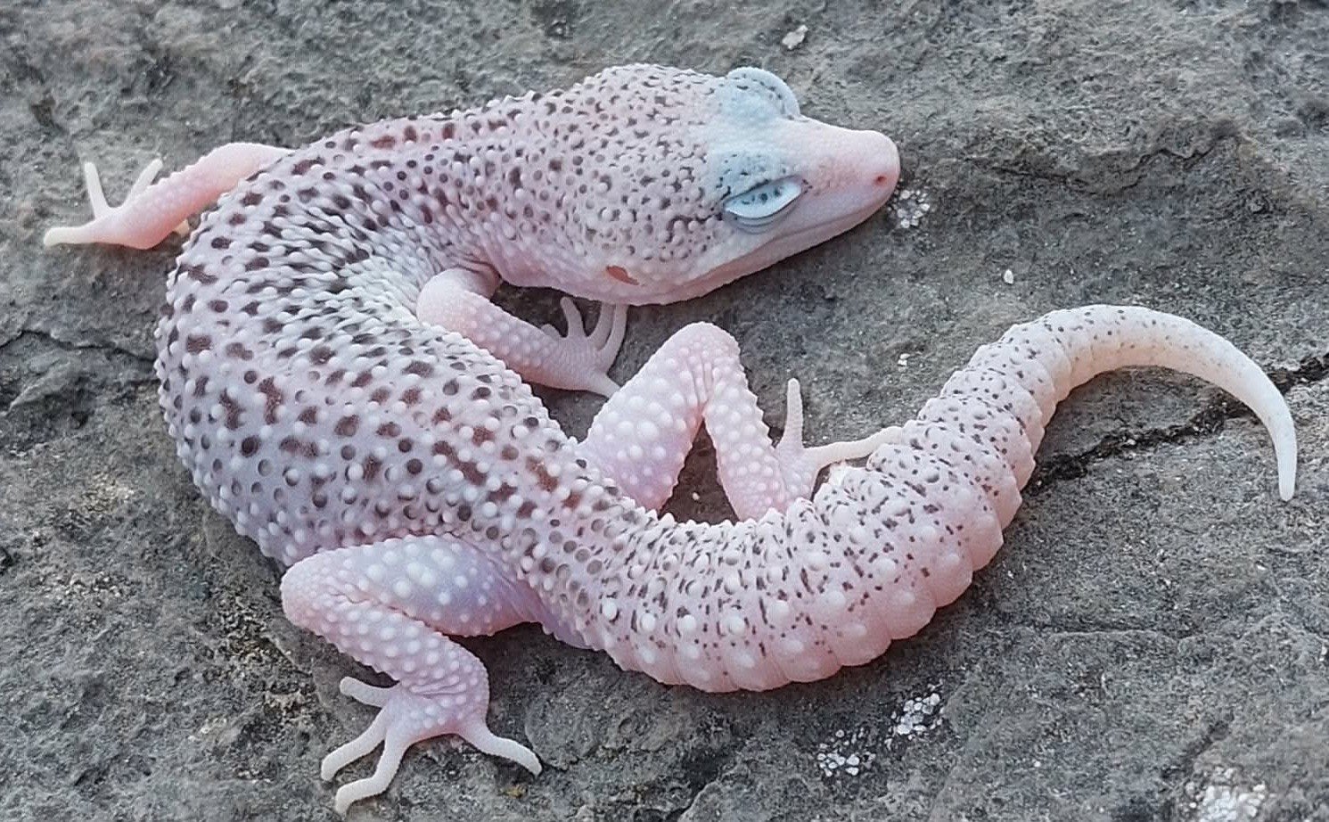 Universe man Eublepharis macularius  luipaardgekko Leopard Gecko photo 2