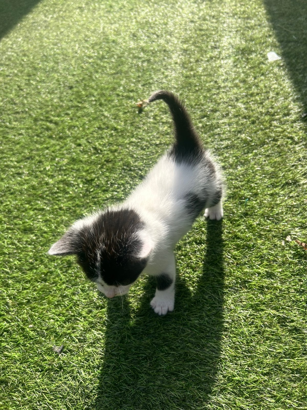 Wit zwarte Kittens, Meerdere dieren, Kortharig