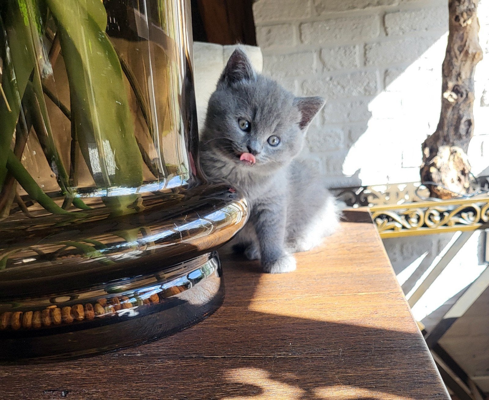 Halflangharige britse langhaar kittens blauwgrijs, Meerdere dieren