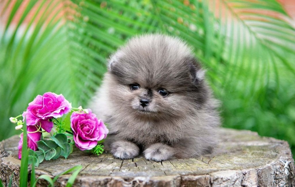 Pomeriaan pup teefje Merle Bear type – te reserveren, Keeshond, 8 tot 15 weken, Buitenland, Teef