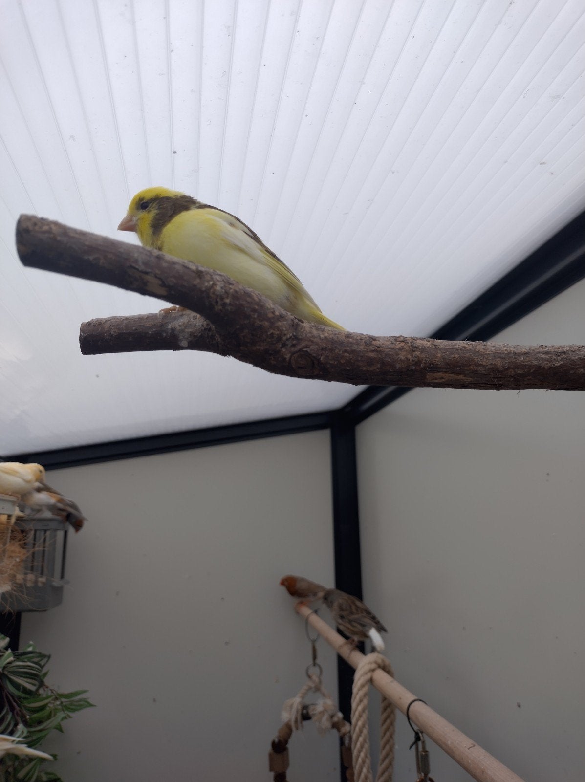 kanaries, Meerdere dieren, Bastaard