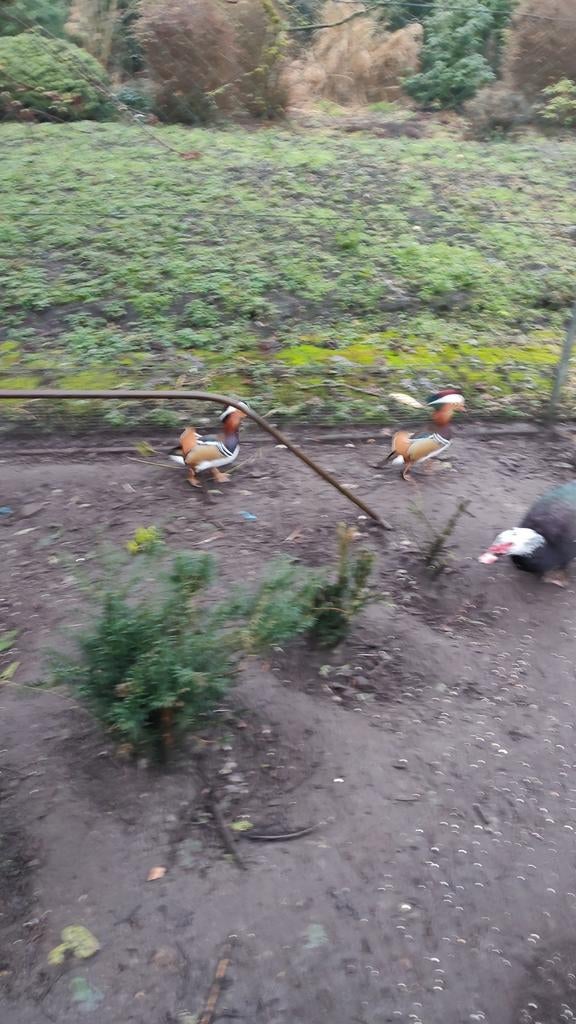 Mandarijn eend mannetje 9 maanden oud, Dieren en Toebehoren, Mannelijk, Eend
