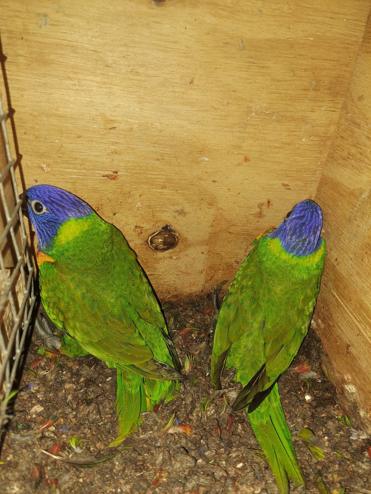 Nu te reserveren Lorie vd blauwe bergen, Dieren en Toebehoren, Papegaai