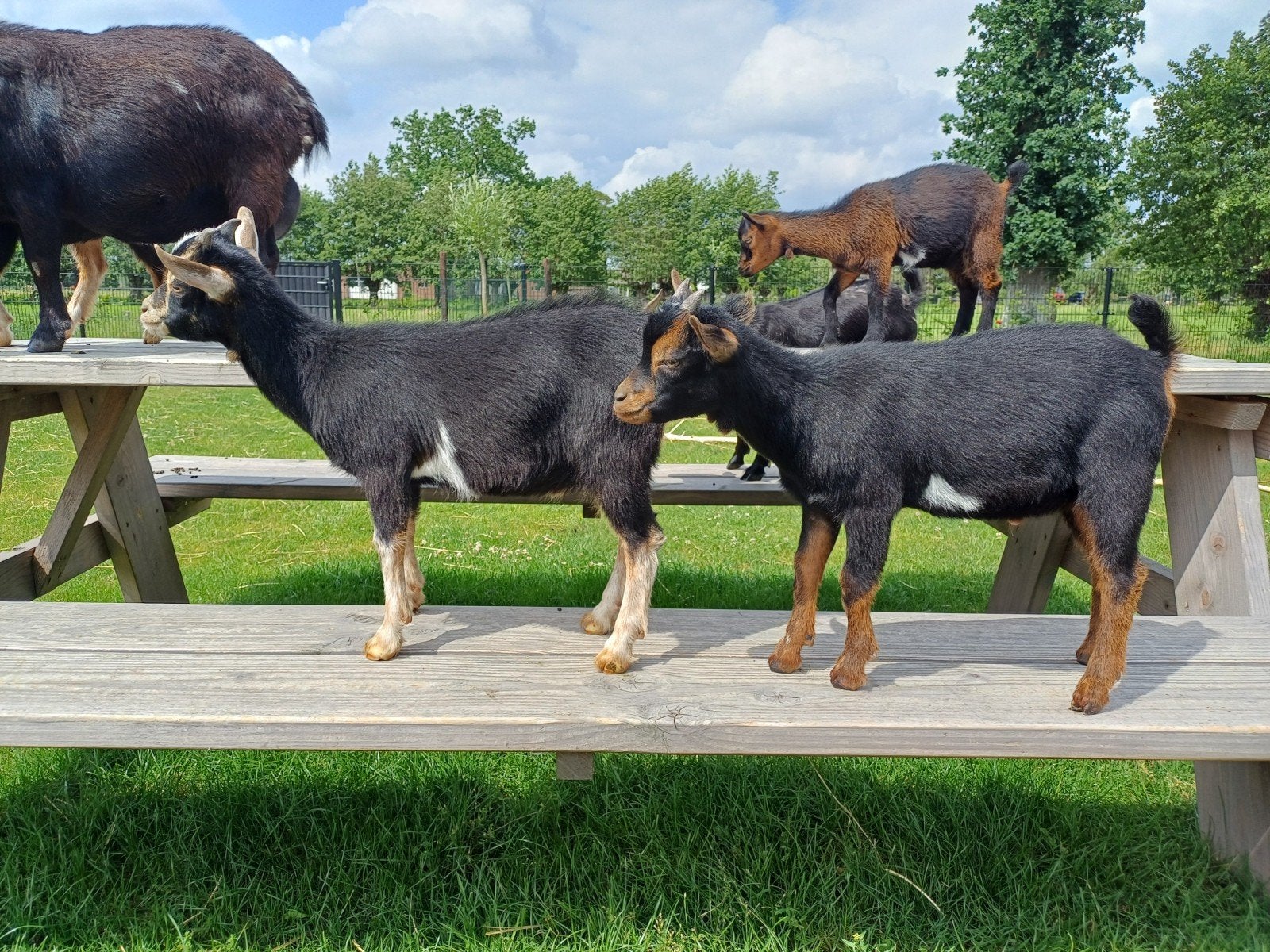 2 lieve jonge dwergbokjes, Dieren en Toebehoren, Schapen, Geiten en Varkens, Mannelijk, Geit, 0 tot 2 jaar