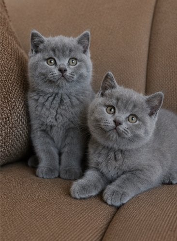 Britse Korthaar kitten (poesje), Meerdere dieren, Ontwormd, 0 tot 2 jaar