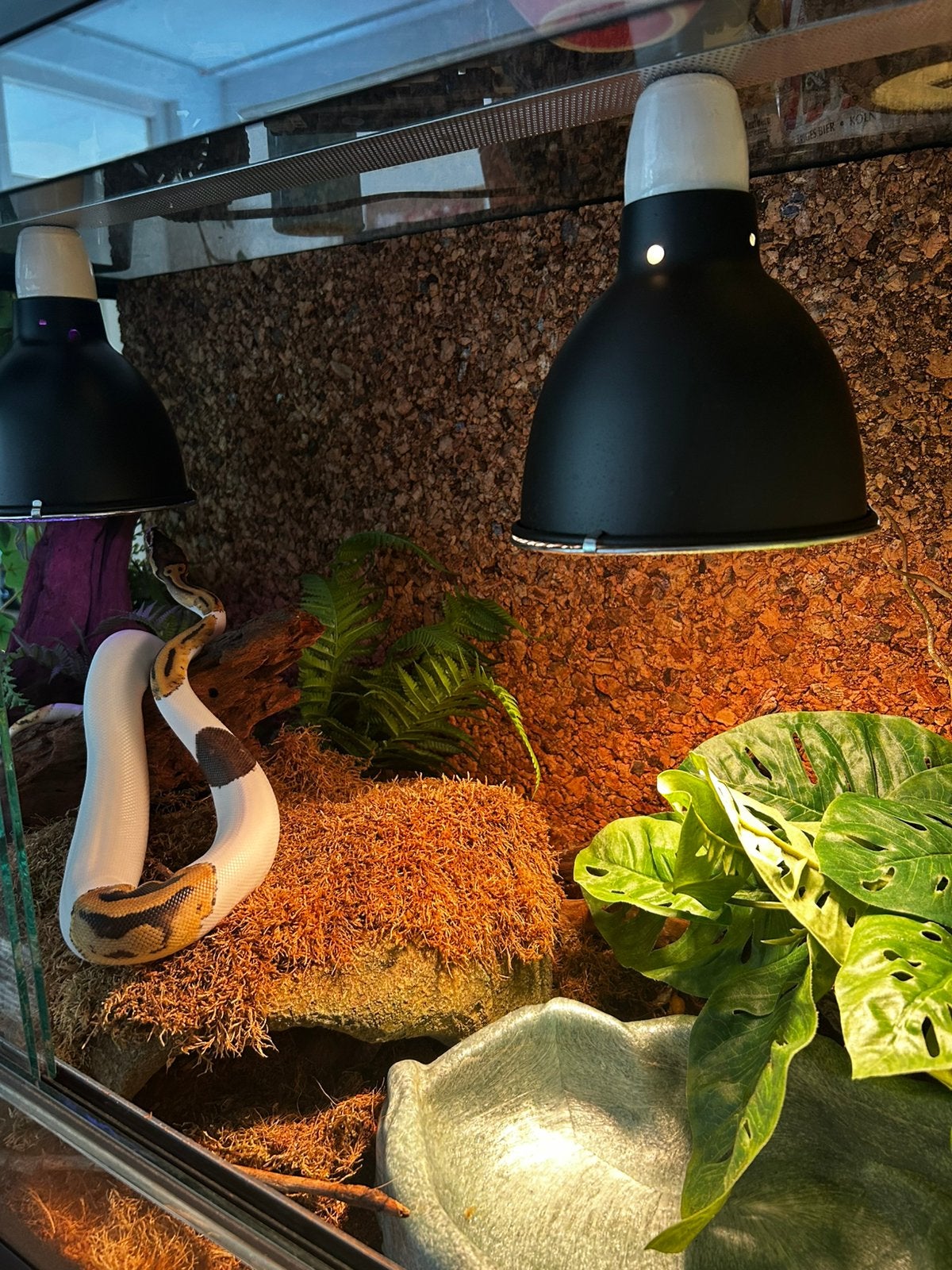 Koningspython + terrarium Ball Python photo 5