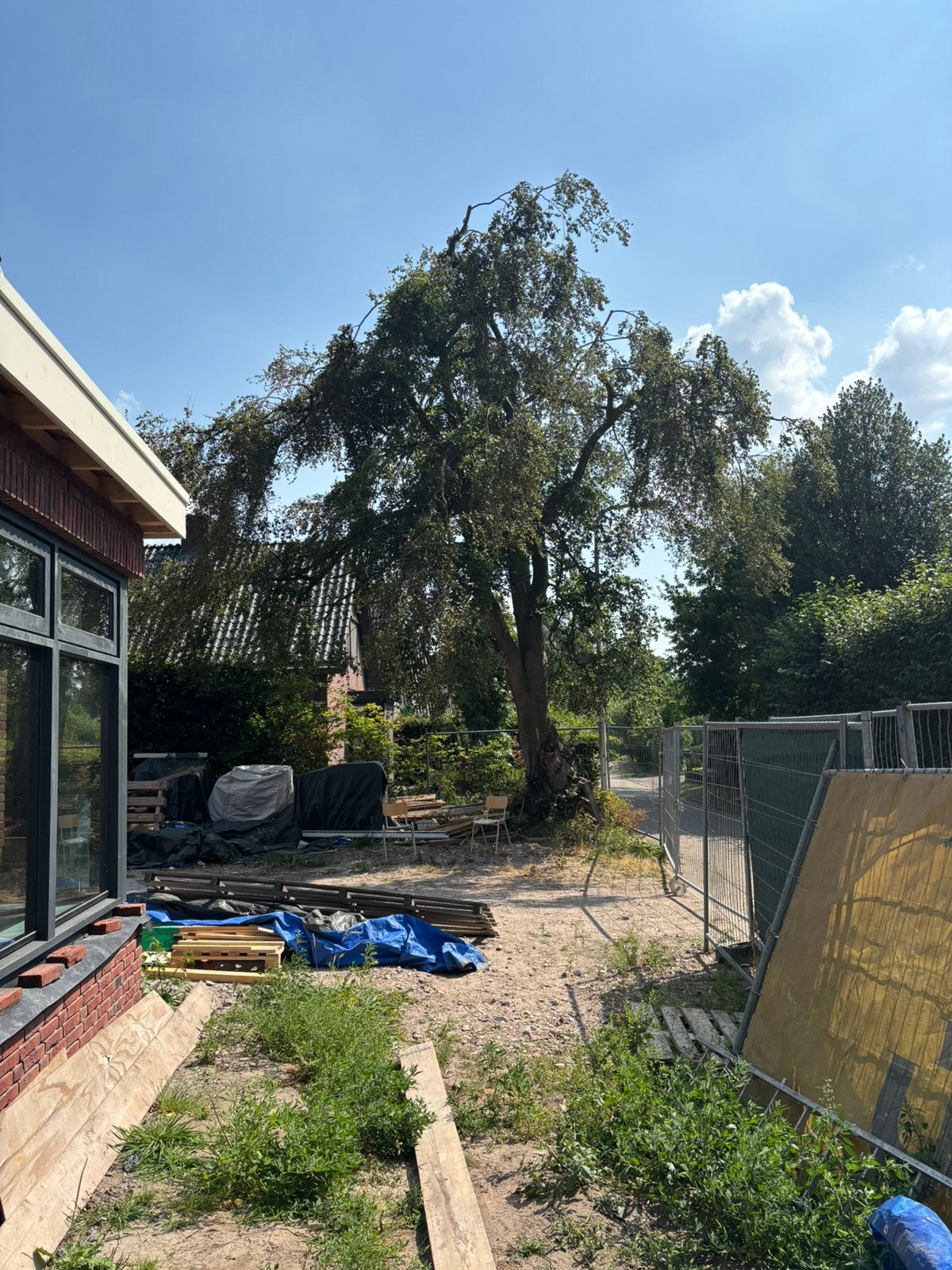 Beuken boom te koop, Minder dan 3 m³, Ophalen