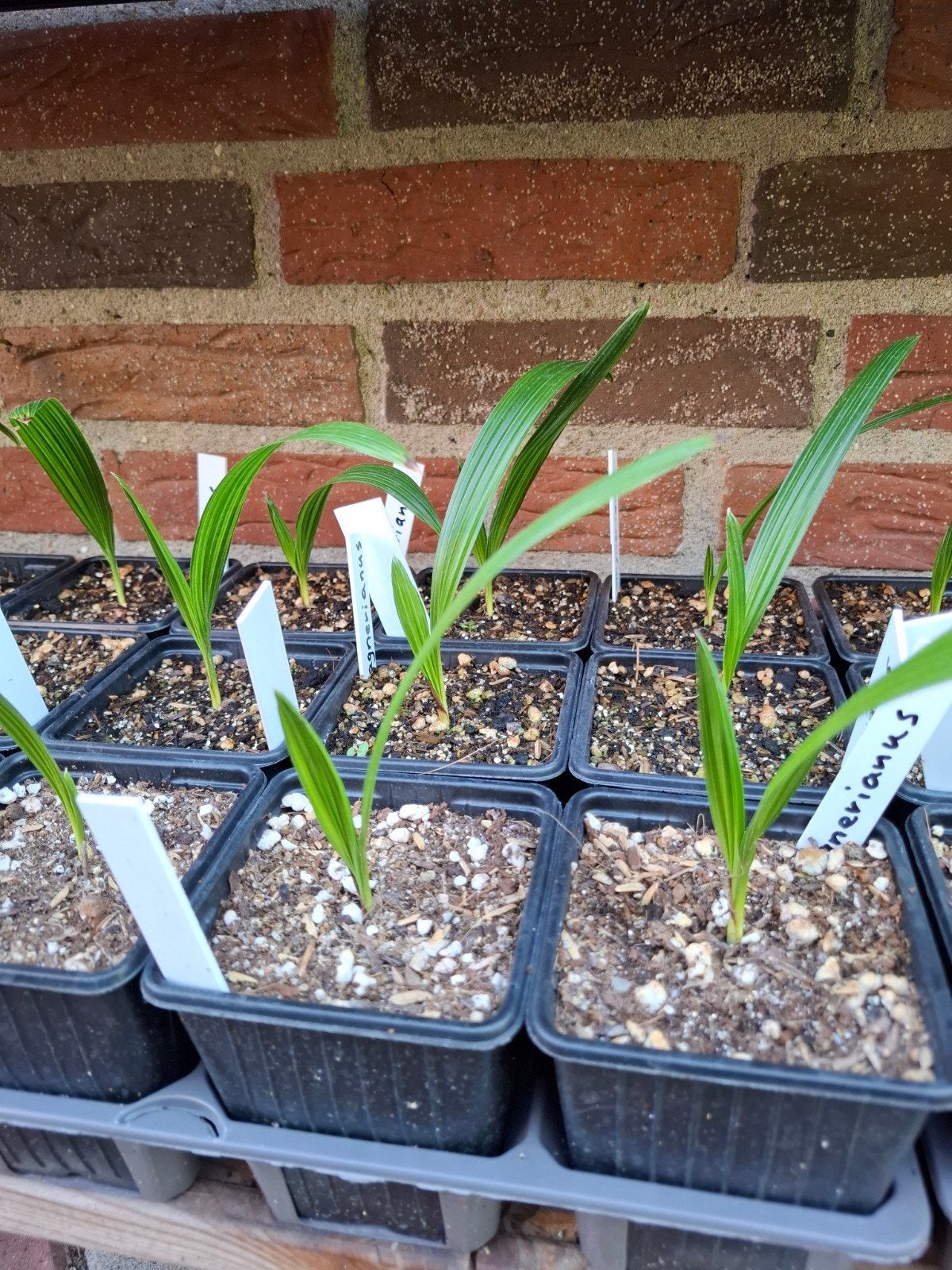 trachycarpus wagerianus, Tuin en Terras, Ophalen, Overige soorten, Volle zon