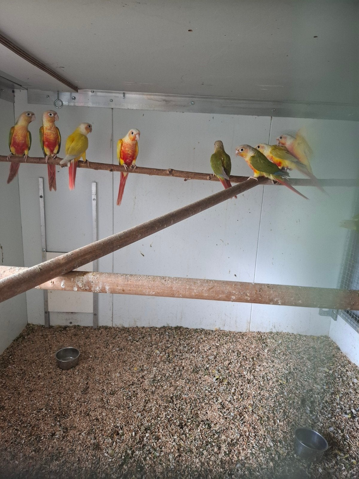 Te koop pyrrhura  van 2026 geringd en met dna certificaat, Dieren en Toebehoren, Vogels | Parkieten en Papegaaien, Meerdere dieren