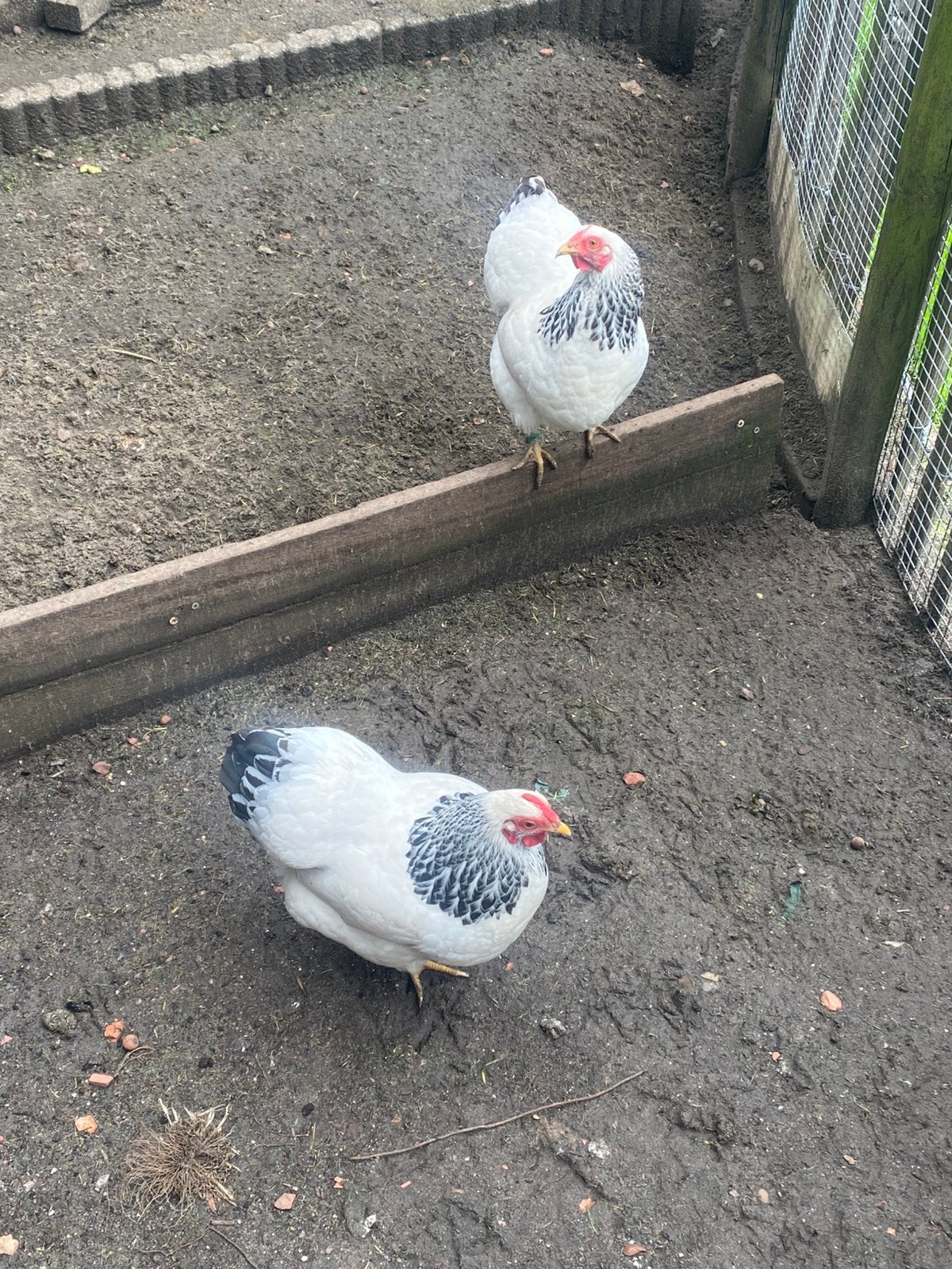 Wyandotte hen columbia met 4 kuikens hennen, Dieren en Toebehoren, Pluimvee, Vrouwelijk, Kip
