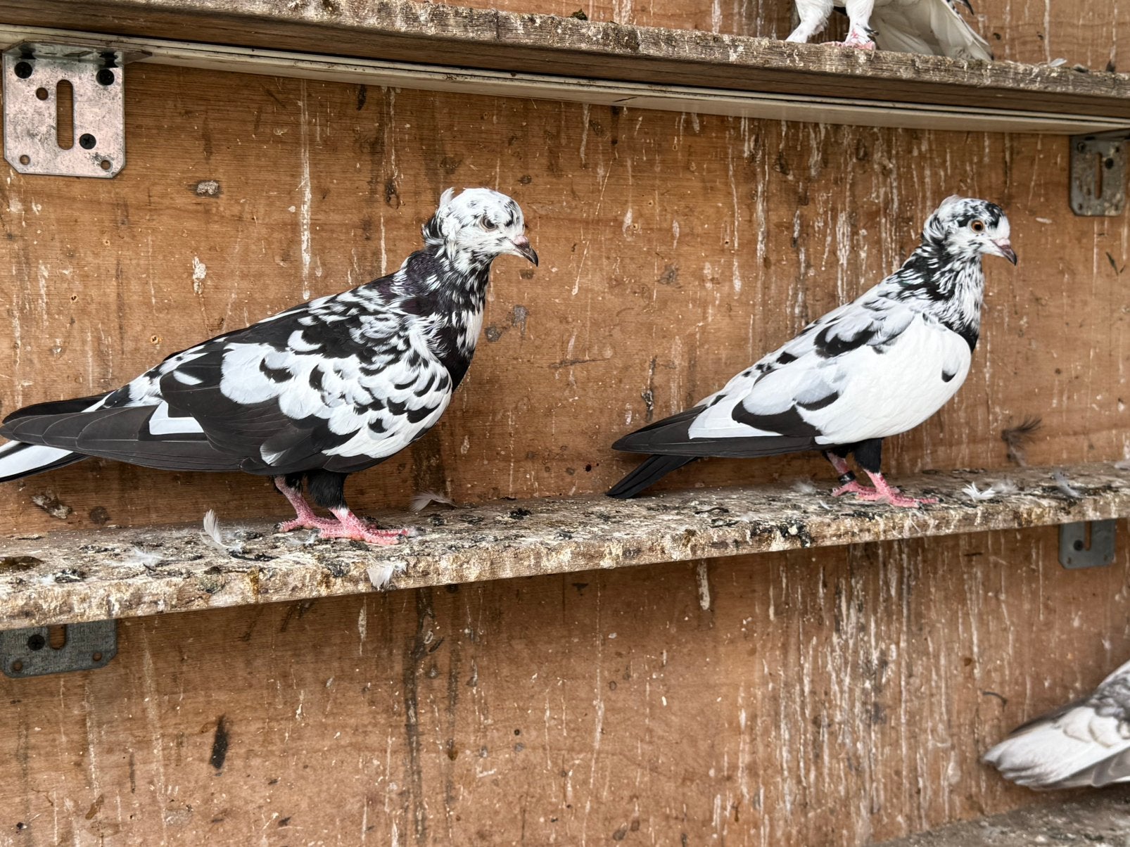 Duiven, Dieren en Toebehoren, Meerdere dieren, Postduif