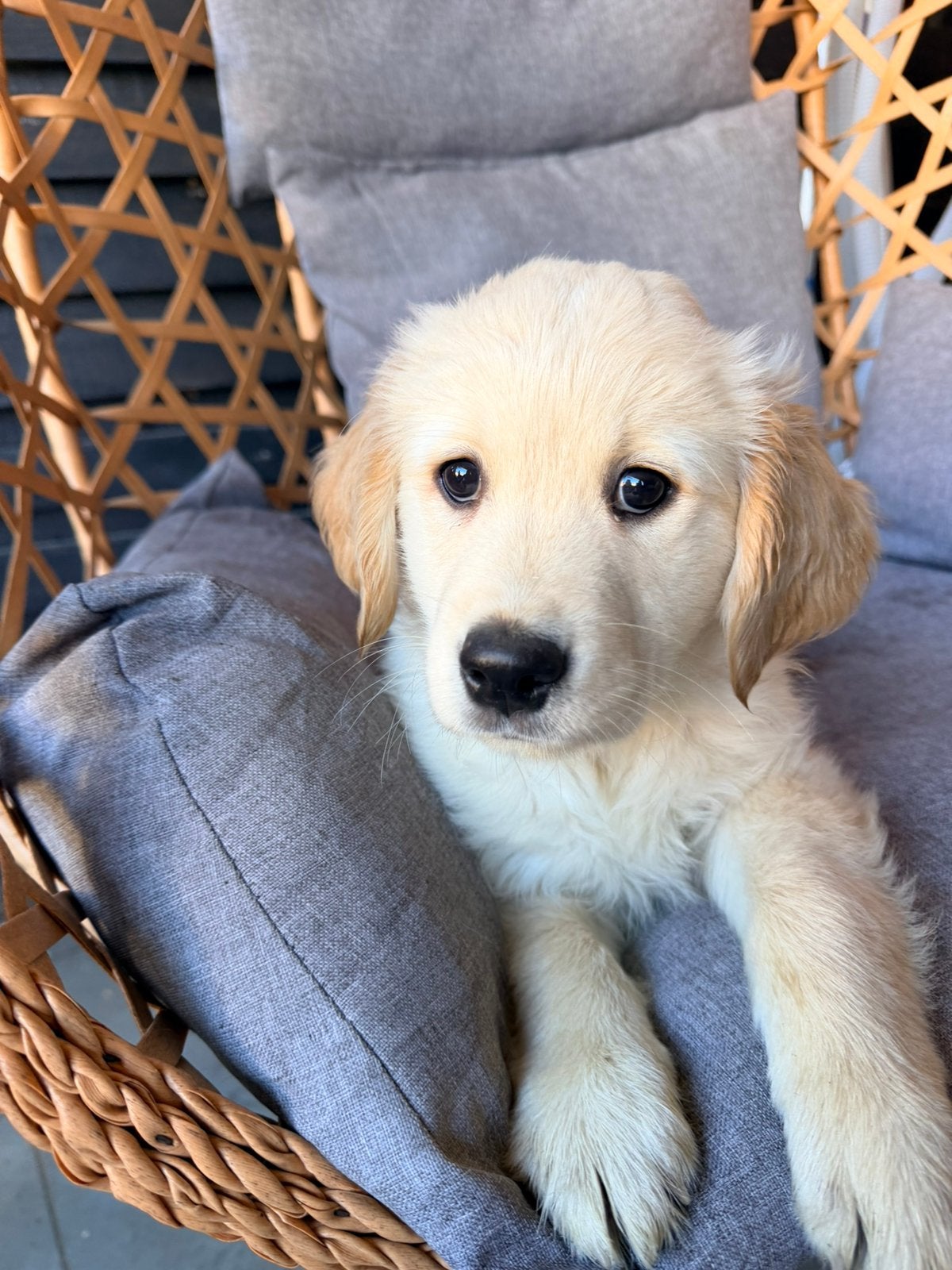 golden retriever pup reutje, Dieren en Toebehoren, Golden retriever, Reu, Eén hond, Nederland