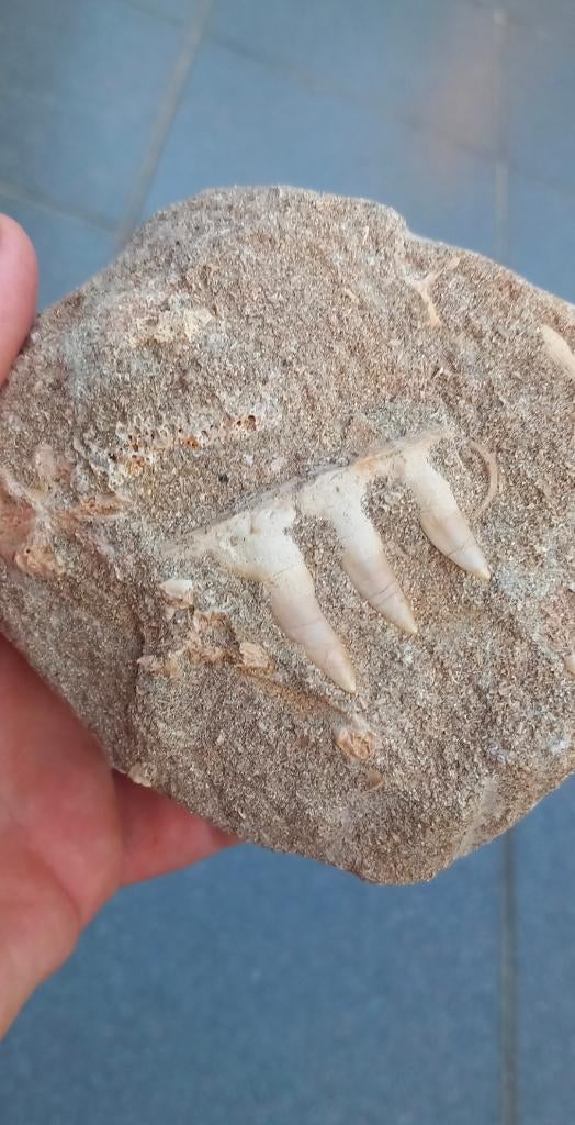 Fossiele Enchodus kaak uit Khouribga, Marokko., Ophalen of Verzenden, Fossiel