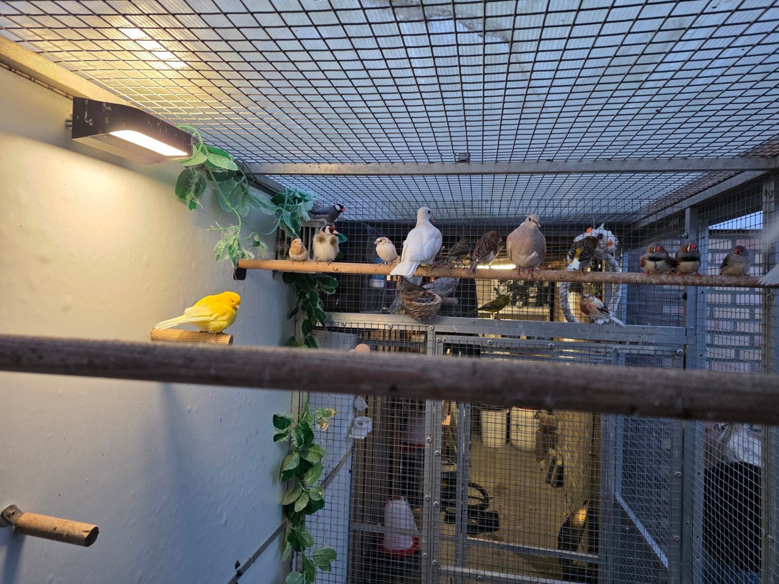 zangvogels, Dieren en Toebehoren, Meerdere dieren, Zangkanarie