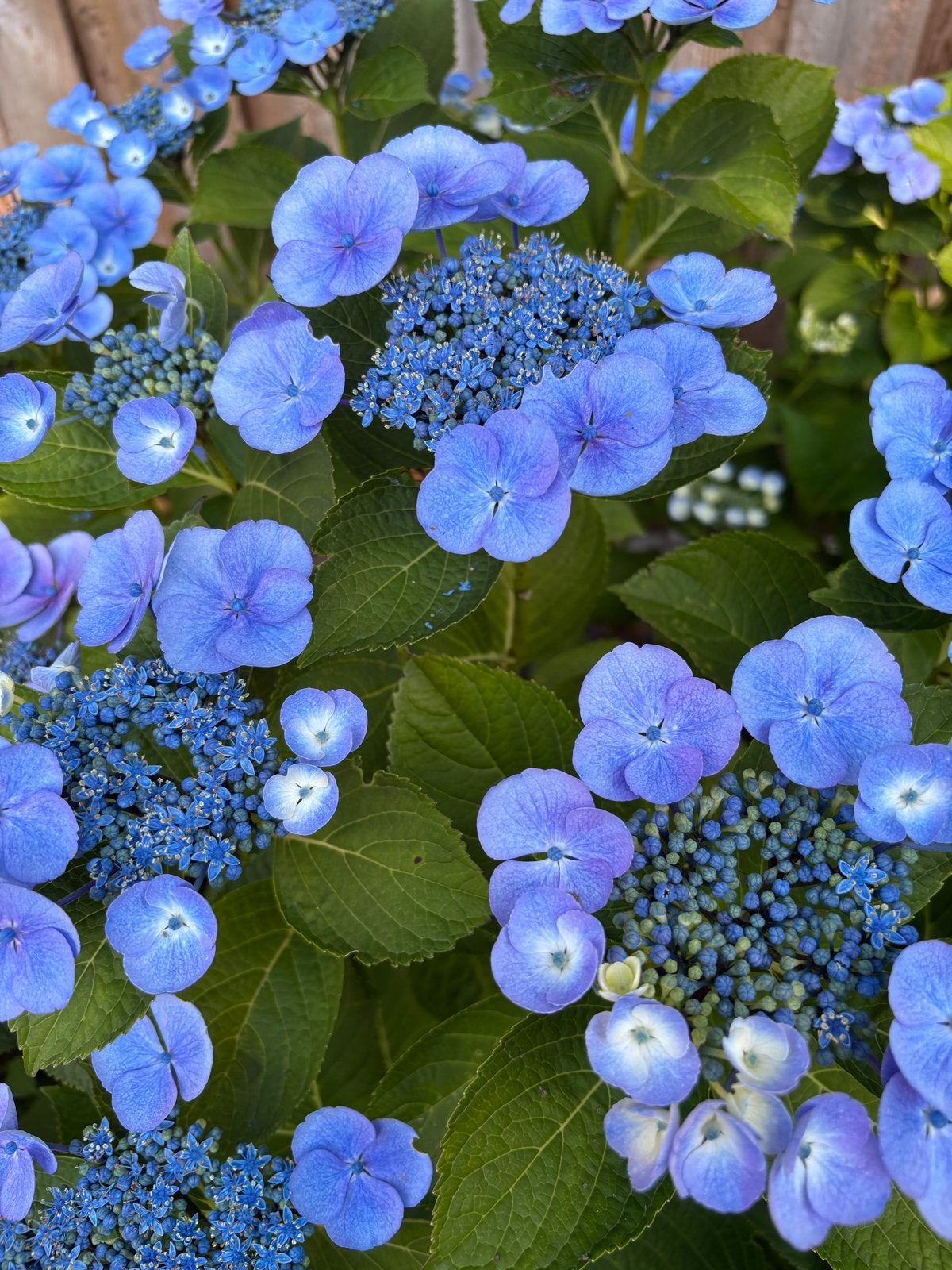 Prachtige blauwe hortensia, XL!, Tuin en Terras, Vaste plant, Halfschaduw, Zomer, Ophalen