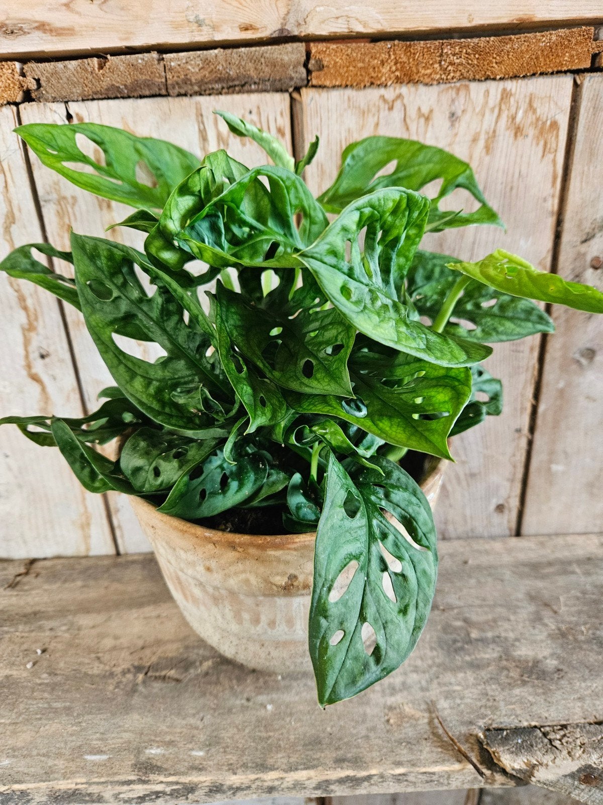 monsteria, gatenplant "WOONWINKEL RUSTIEK ", Huis en Inrichting, Ophalen, Halfschaduw, Minder dan 100 cm
