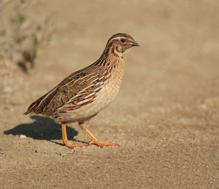 3 koppels europese kwartels geringd, Dieren en Toebehoren, Vogels | Overige Vogels, Meerdere dieren, Geringd