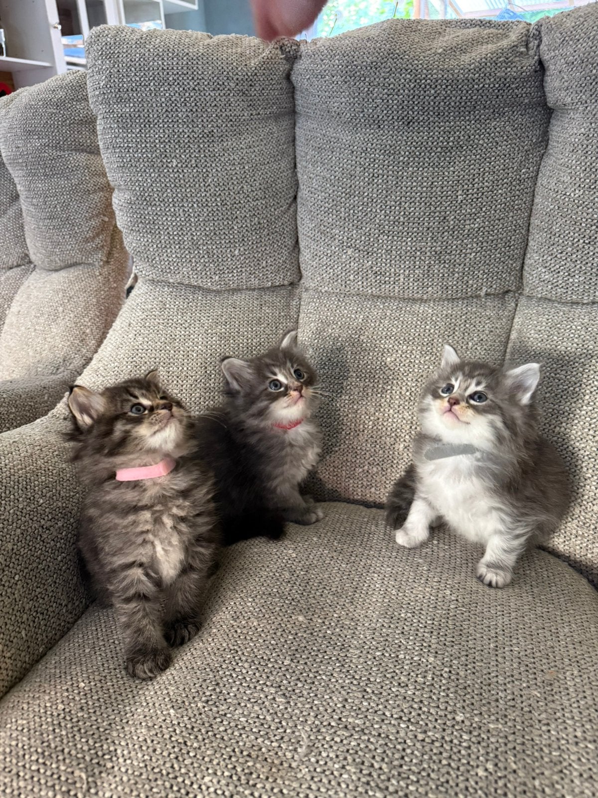 Main coon kittens, Dieren en Toebehoren, Poes, Langharig, 0 tot 2 jaar