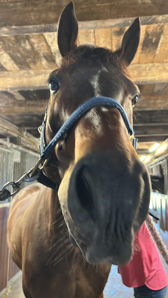 Gezocht weiland voor de zomer voor jong paard, Weidegang, 1 paard of pony