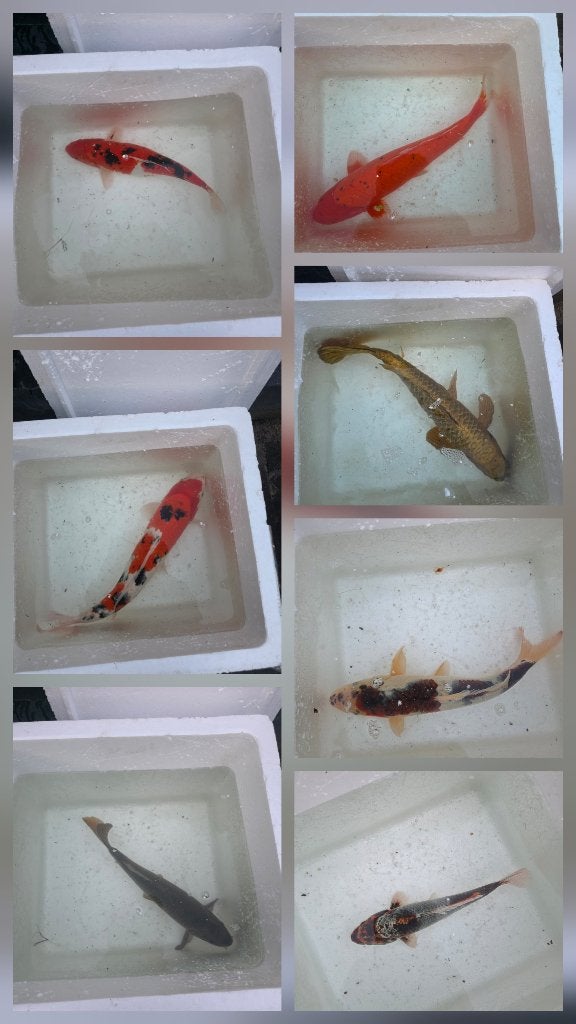 Japanse koi, Dieren en Toebehoren, Karper of Koi