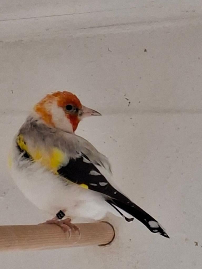 Putters, Dieren en Toebehoren, Meerdere dieren, Wildzangvogel, Geringd
