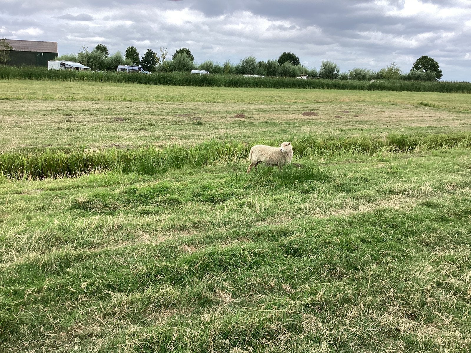 2 Ouessant ooitjes te koop, Vrouwelijk, Schaap, 3 tot 5 jaar