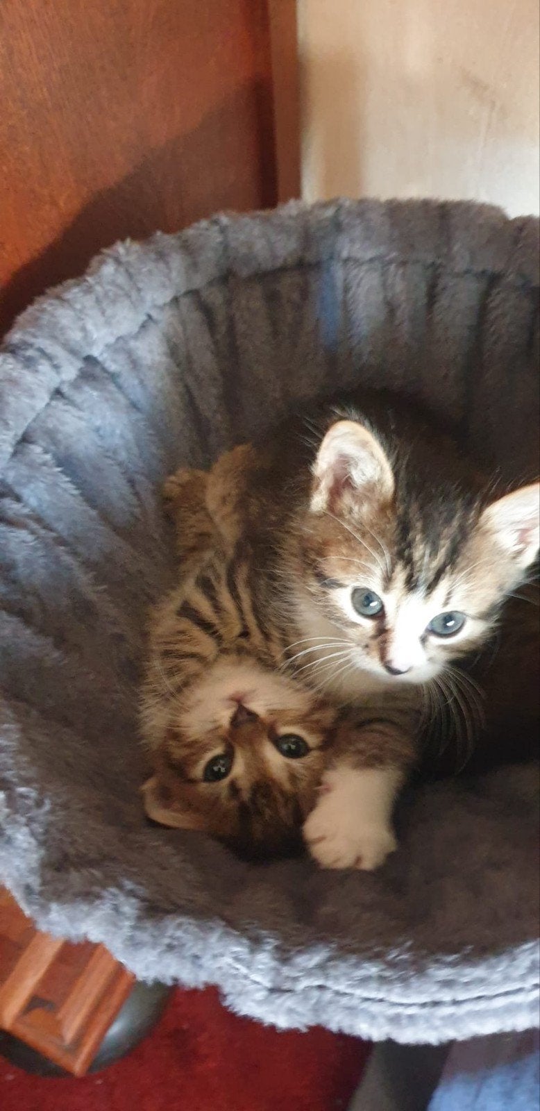 cyperse poesje en 2 zwarte katers  7 weken, Dieren en Toebehoren, Meerdere dieren, Kortharig, 0 tot 2 jaar