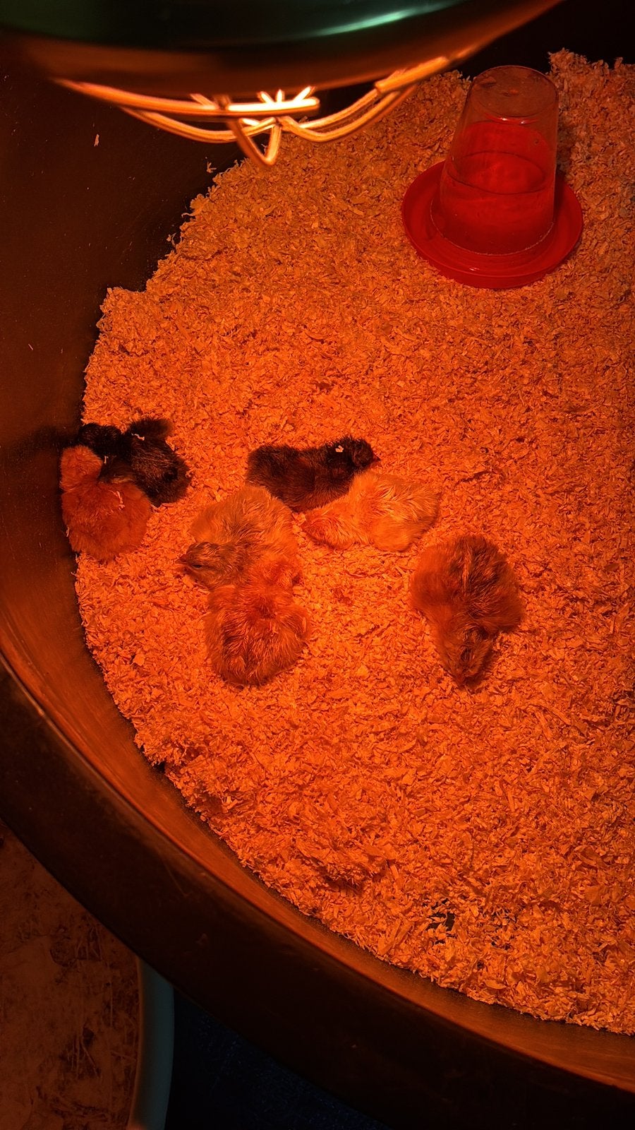 Isa browns kuikens te koop, Meerdere dieren, Kip