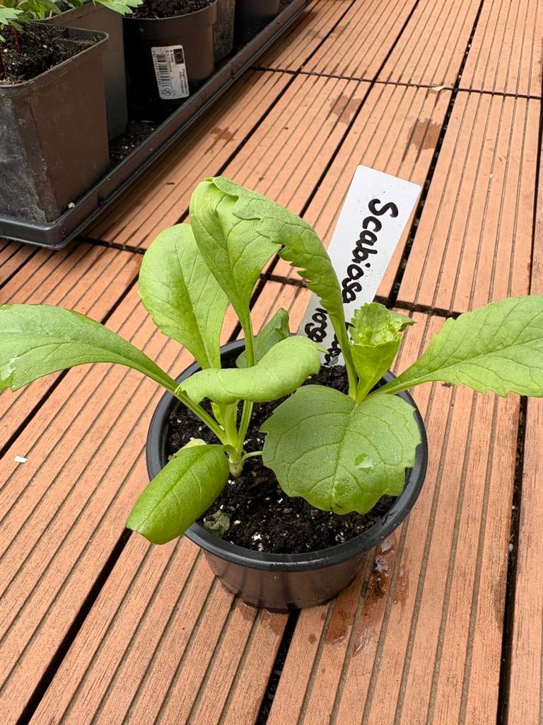 Pootgoed eenjarige plantjes pluktuin, Ophalen, Eenjarig, Overige soorten, Volle zon